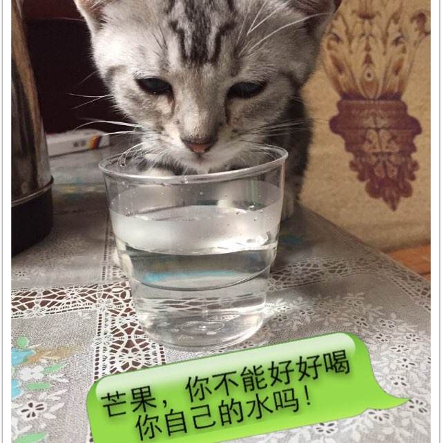 仿制日本福岡國際大學成绩单